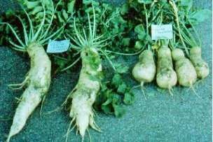 Asian radish