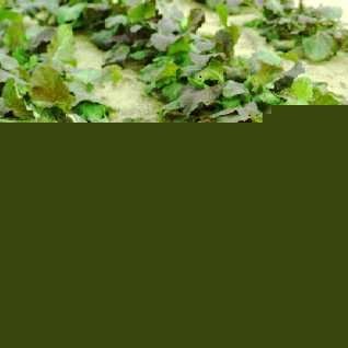 Red and green mustards