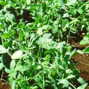 Snow peas/snow pea shoots
