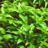 Water spinach