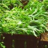 Water spinach