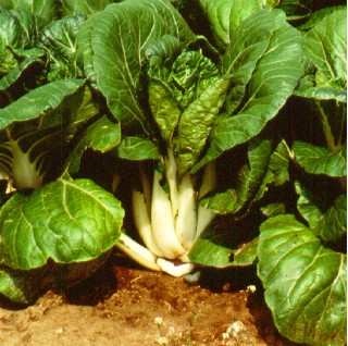 Thick petiole white Chinese leaf cabbage