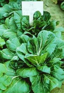 Thin petiole white Chinese leaf cabbage