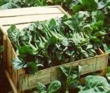 Chinese broccoli/kale