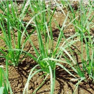 Chinese chives