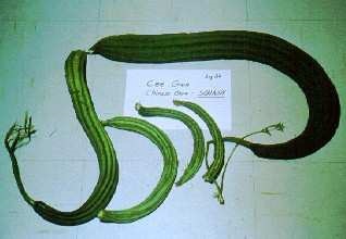 Chinese okra