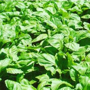 Big leaf mustard