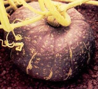 Chinese squash