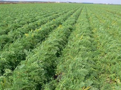 Carrot field with high incidence of Aster yellows during 2012.