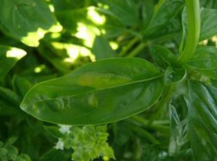 Initial symptoms of downy mildew on a basil leaf.