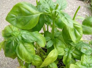 Basil plant with more advanced downy mildew.