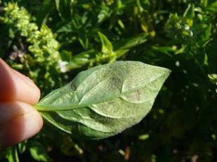 Purplish-grey downy mildew spores on the underside of infected basil leaf.