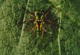 Condylostylus sp. adult.