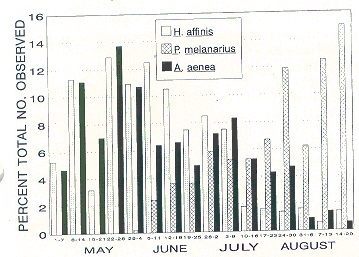 Seasonal occurrence of adult Carabidae in an unsprayed (no insecticide) apple orchard at Jordan Station, Ontario.