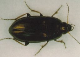 Amara aenea adult.
