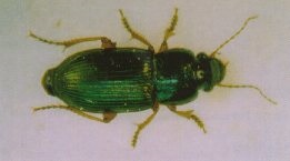 Harpalus affinis adult.