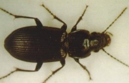 Pterostichus melanarius adult.