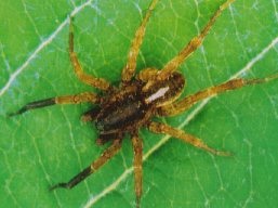 Trochosa terricola adult.
