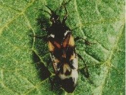 Anthocoris sp. adult.
