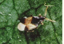 Orius sp. adult.
