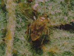 Campylomma verbasci adult.
