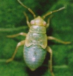 Campylomma verbasci third instar nymph.