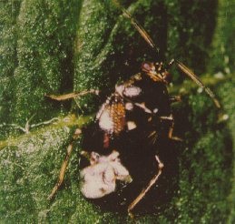 Deraeocoris sp. adult.