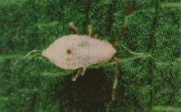 Deraeocoris sp. nymph.