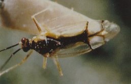 Hyaliodes vitripennis adult.