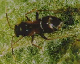 Pilophorus perplexus adult.