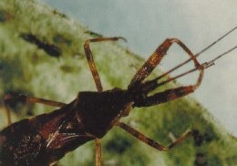 Acholla multispinosa adult.