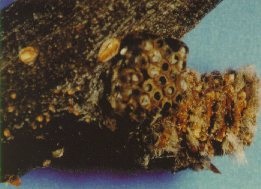 Acholla multispinosa egg mass in axil of bud.