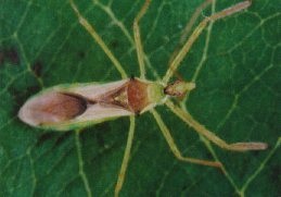 Zelus luridus adult.