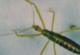 Zelus luridus nymph.