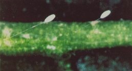 Chrysoperla carnea eggs.