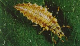 Chrysoperla carnea mature larva.