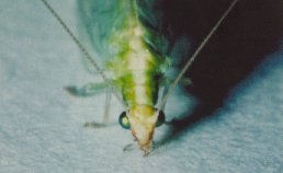 Basal segments of antennae of Chrysoperla carnea adult.