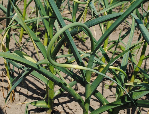 Garlic scape.