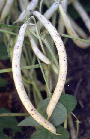 small black spots on a bean variety.