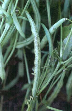 Small blabk spots covering  green beans.