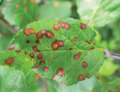 Symptômes de la tache ocellée sur une feuille de pommier.