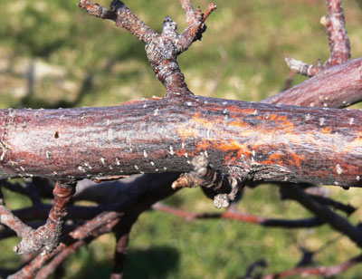 Chancre de la pourriture noire sur une grosse branche de pommier infectée. 