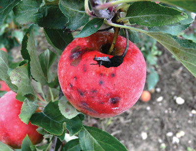 Pomme à maturité présentant des taches noires déprimées, constituant les premiers symptômes de la pourriture noire. 