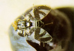 Adult stage of blueberry maggot.