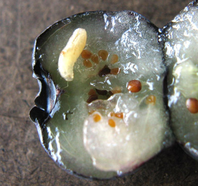 Figure 1: Blueberry maggot larva in fruit.