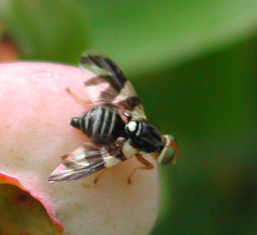 Figure 2: Female blueberry maggot female