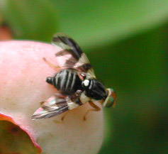 Female blueberry maggot female