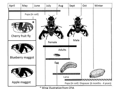 Figure 3: Blueberry maggot life cycle. Wing patterns of similar species are shown