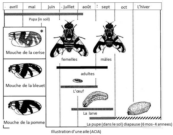 Figure 3 : Cycle vital de la mouche du bleuet. Illustration de motifs d'ailes chez des espèces similaires