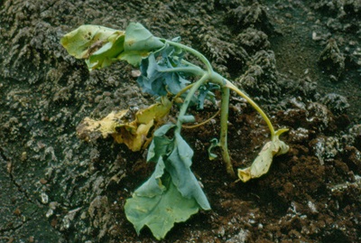 Broccoli wilted due to cabbage maggot damage.